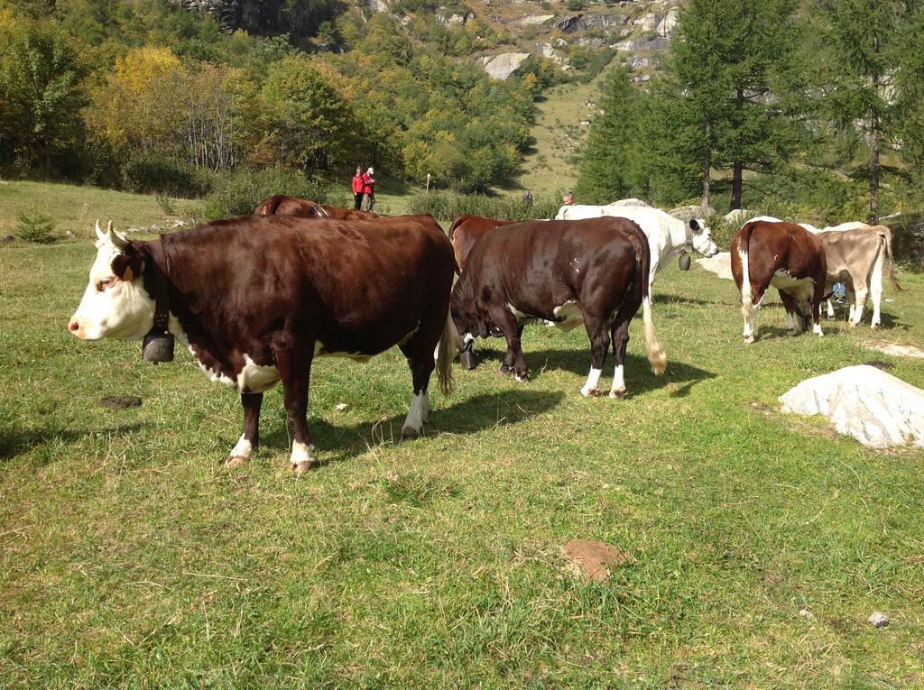 B&B Monte Giove Formazza Exteriör bild